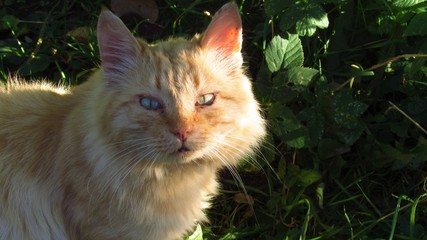 #cat #kitty #eyes #blue #yellow #beauty