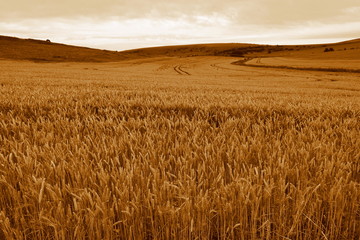 Obraz premium Wheat field