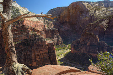 Dead Tree High Above Zion Valley