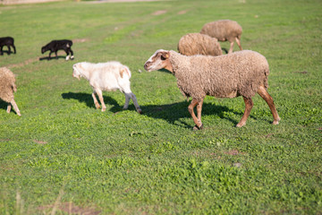 Sheep on the field