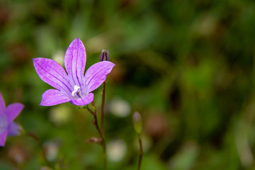 Fototapeta na wymiar Very small bright purple flower among the green grass.