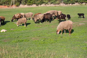 Fototapeta na wymiar Sheep on the field