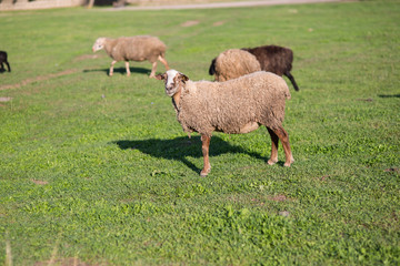 Sheep on the field