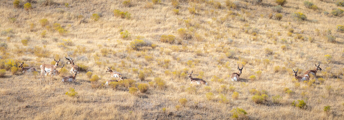 Pronghorn antelope herd in Eastern Oregon. 