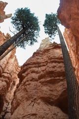 Tall Pines Reaching for the Sky in Bryce Canyon