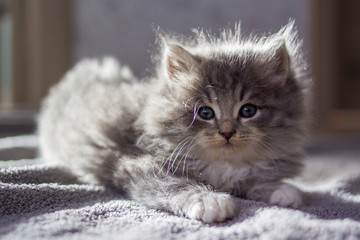 Little gray fluffy kitten maine coon looking at camera. Kid animals and cats concept