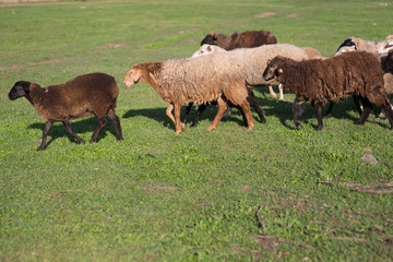 Sheep on the field