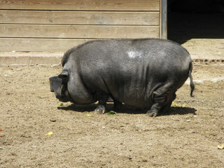 CERDO LIBANES NEGRO