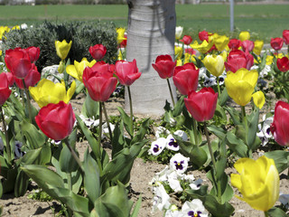 Obraz premium TULIPANES ROJOS Y AMARILLOS
