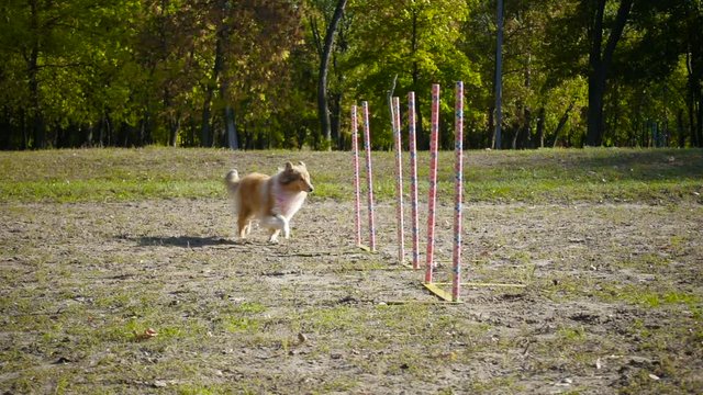 collie dog running slalom at agility training on the park