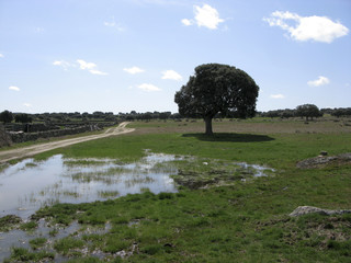 ARBOL Y CHARCO DE AGUA OTOÑO