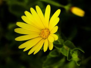 FLOR AMARILLA AMAPOLA MARGARITA