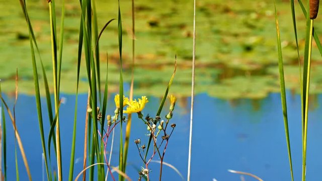 Yellow flowers and lily pads floating in the water at shore of lake in northern Minnesota with selective focus switching from near to far.