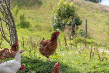 Red hens on green grass waiting to be fed. Typical of farm as reserve of animals for own consumption. Colombia