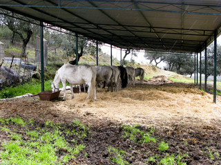 CABALLOS Y YEGUAS