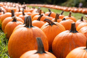 Pumpkins ready for harvest in a pumpkin patch