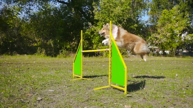 collie dog jumping at barrier on agility training