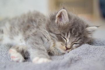 Little fluffy Grey Persian Maine coon kitten lies and sleeps on a gray pillow . Newborn kitten, Kid animals and cats concept