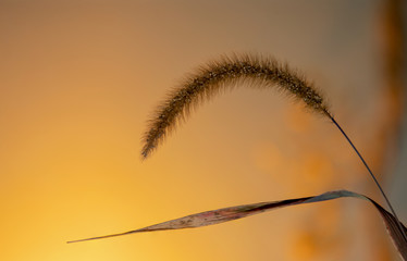 Sunset Tranquility with a single Grass Plume