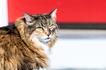 Angry calico maine coon cat with green eyes meowing, standing outside by red door wanting asking...
