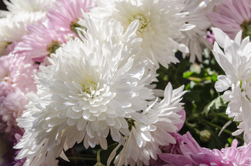 Multilobe pink and white chrysanthemums blooming closeup.