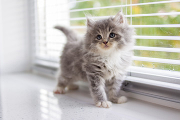 Grey Persian Little fluffy Maine coon kitten stands near door window and looking up . Newborn...