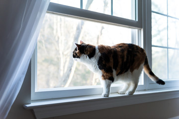 Female cute one calico cat closeup of face standing on windowsill window sill looking staring behind curtains blinds outside