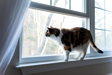 Female cute one calico cat closeup of face standing on windowsill window sill looking staring...