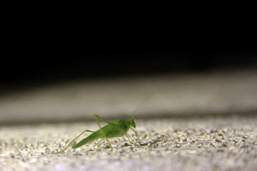 Night Time Hopper