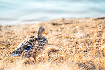 Closeup of back of one colorful duck with gray, blue feathers standing alone on shore by river, lake, pond water in hay, yellow grass during sunset, sunrise