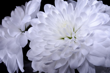 Multilobe big white chrysanthemums blooming closeup in dark