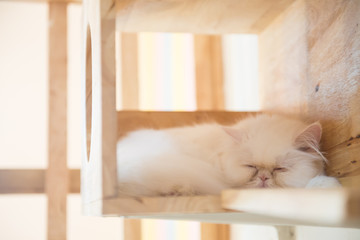 cat in the cafe'