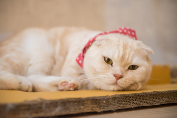 cat in the cafe'