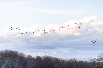 Flock, group of Canada geese, goose, ducks flying above bare, dry forest in winter during sunset,...
