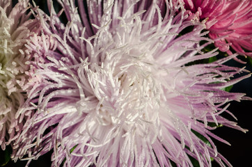 Multilobe pink and white chrysanthemums blooming closeup.