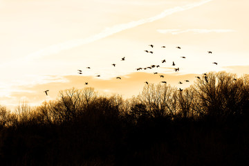 Silhouettes, silhouette of flock, group of Canada geese, goose, ducks flying above bare, dry forest...