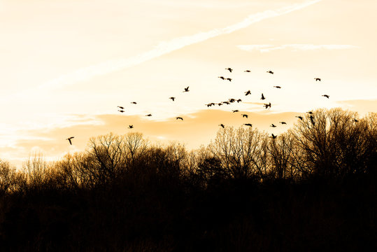 Silhouettes, silhouette of flock, group of Canada geese, goose, ducks flying above bare, dry forest in winter during sunset, sunrise with clouds near Lake Fairfax, Virginia