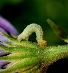 Catepilla 
