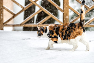 One old calico cat walking alone on wooden deck planks, railing, fence covered in snow during snowstorm, storm, snowing weather with snowflakes, flakes falling outside, outdoors - Powered by Adobe