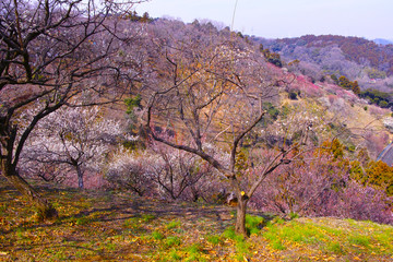 Obraz premium 田浦梅林の風景