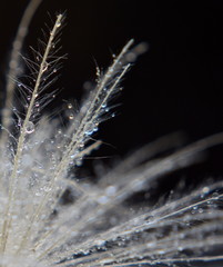 Dandy