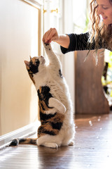 One calico cat standing up on hind legs, begging, picking, asking food, meat in living room, doing trick with front paw, claws with woman face, hand holding treat © Andriy Blokhin