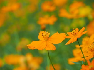 Many Mexican Aster or Yellow Cosmos Flower are on the sidewalk. The name of science is Cosmos bipinnatus