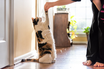 One calico cat standing up on hind legs, begging, picking, asking food, meat in living room, doing trick with front paw, claws with woman hand holding treat - Powered by Adobe