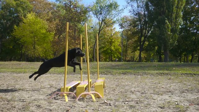 Black labrador retriever jumping at obstacle