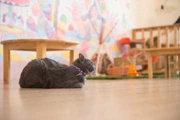 Cute cat in the cafe'