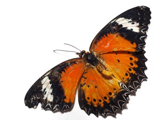 Fototapeta na wymiar Dead orange butterfly On a white background
