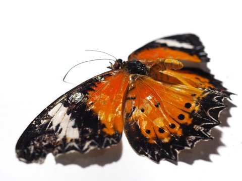 Dead orange butterfly On a white background