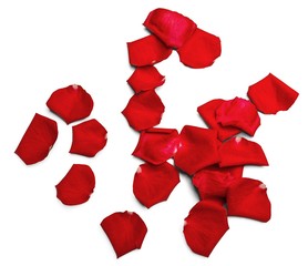 Rose petals  isolated on white background