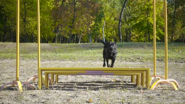 Black labrador retriever jumping at obstacle